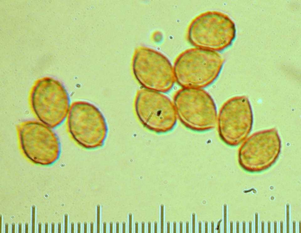 Cortinarius emunctus image