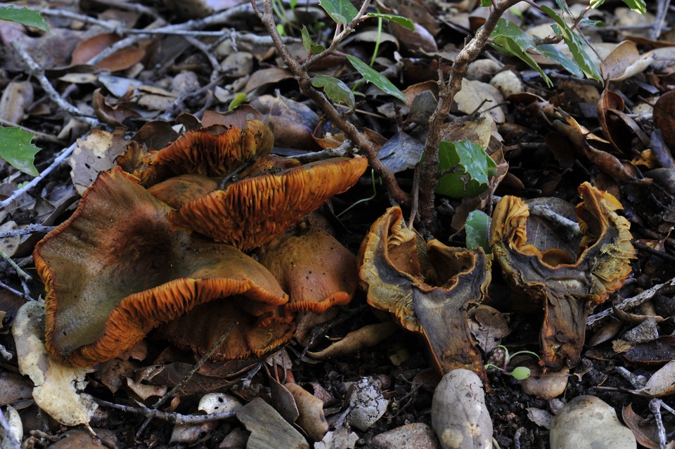 Omphalotus olivascens var. indigo image