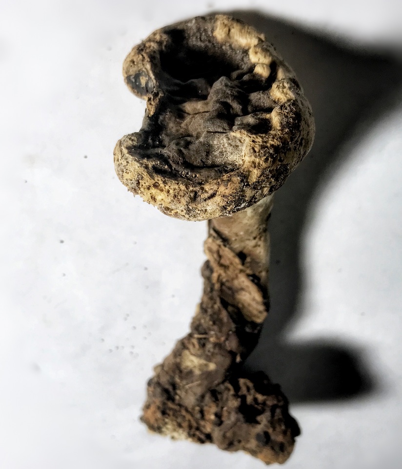 Foraminispora image