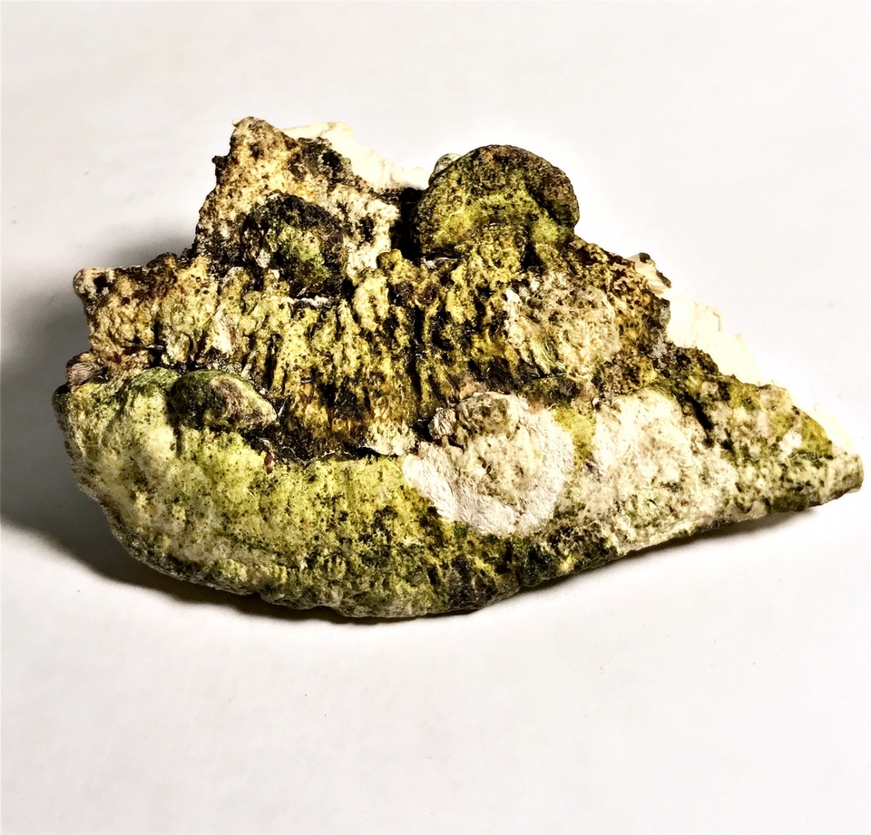 Rigidoporus ulmarius image