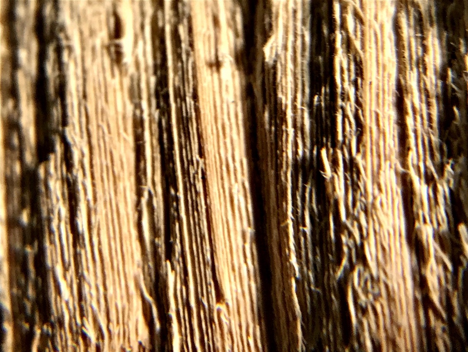 Rigidoporus ulmarius image