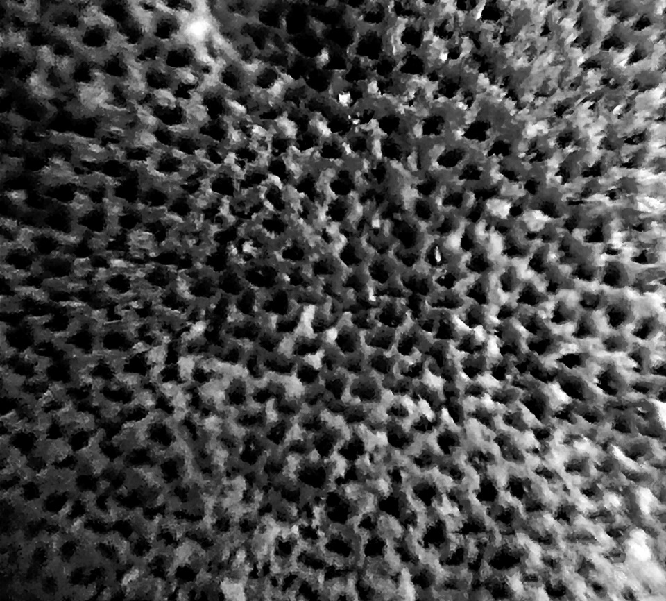 Rigidoporus ulmarius image