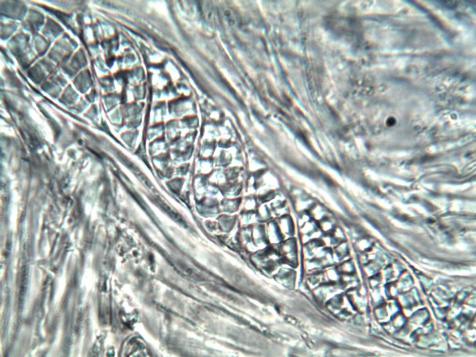 Leptogium lichenoides image