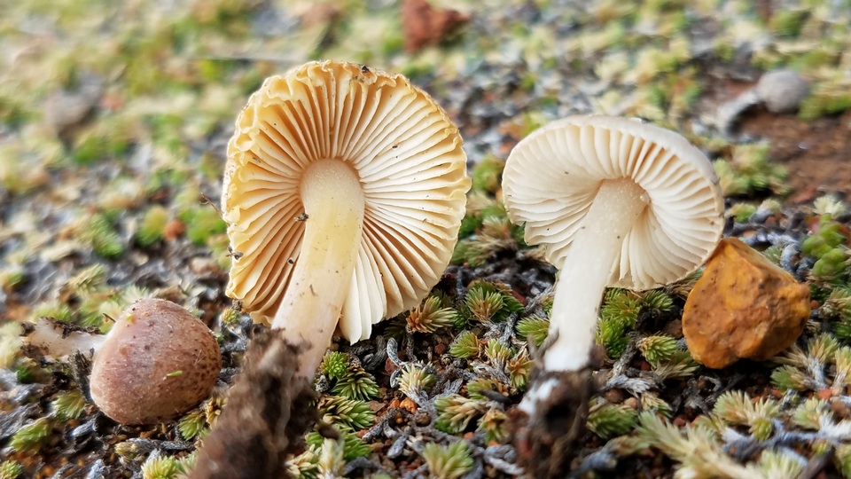 Leucoinocybe lenta image