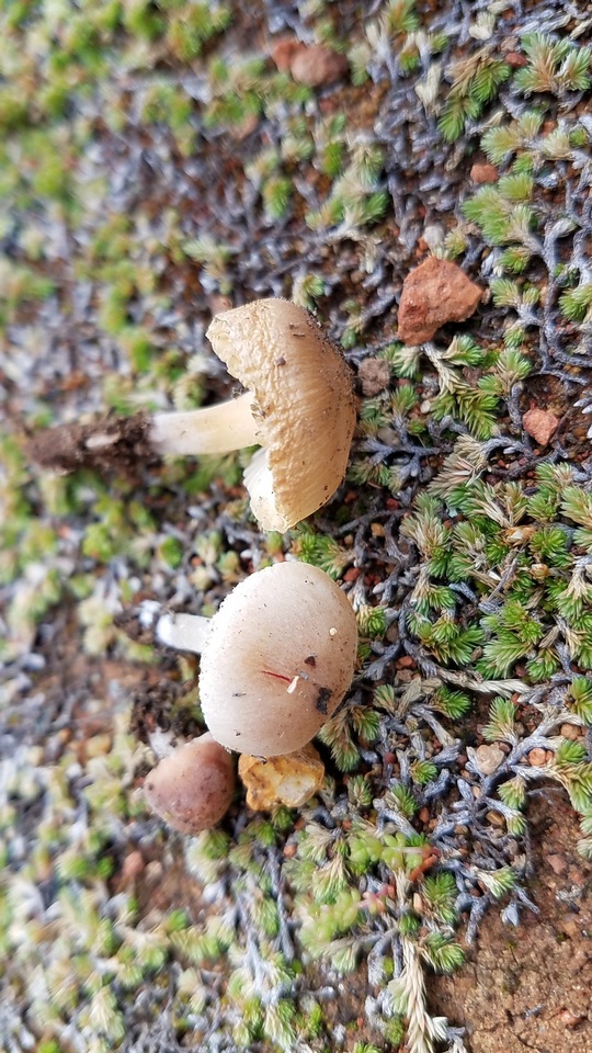 Leucoinocybe lenta image