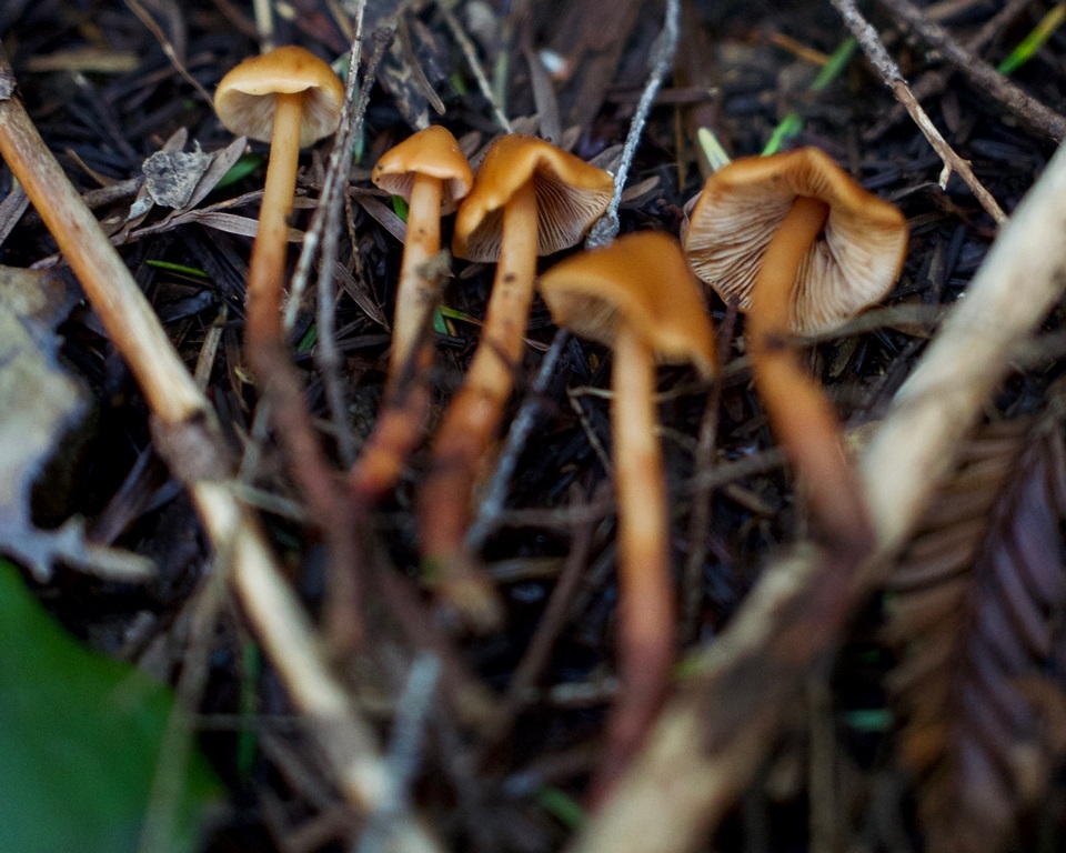 Phaeocollybia californica image