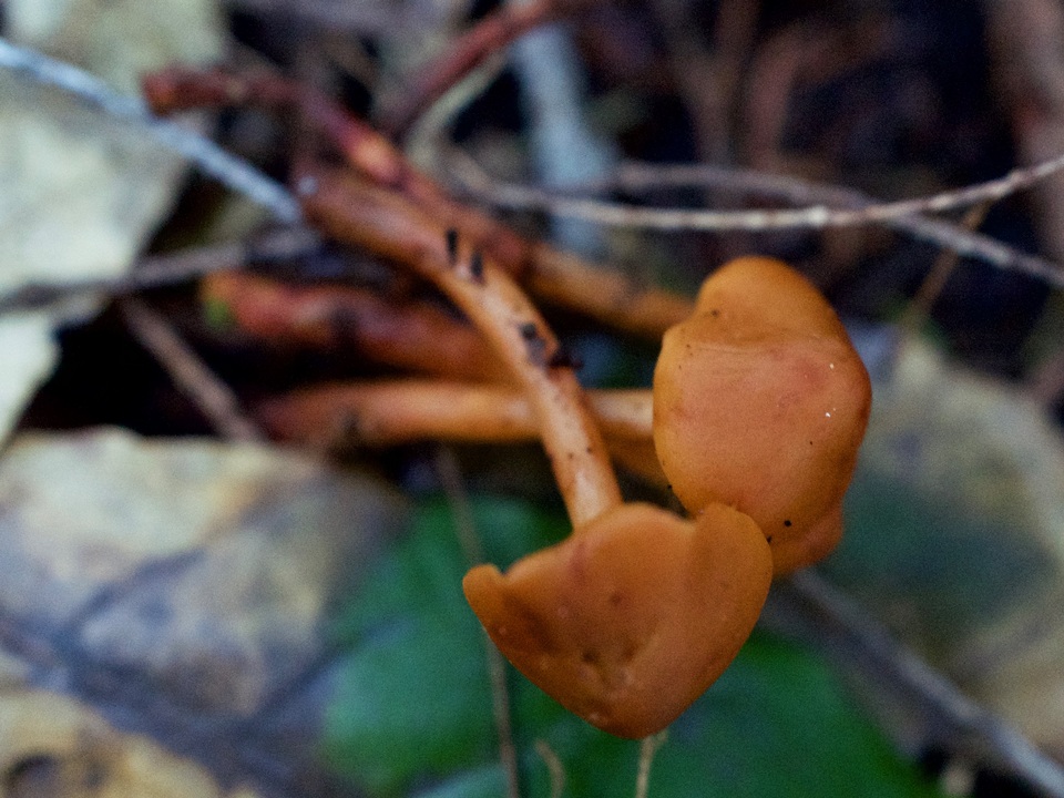 Phaeocollybia californica image