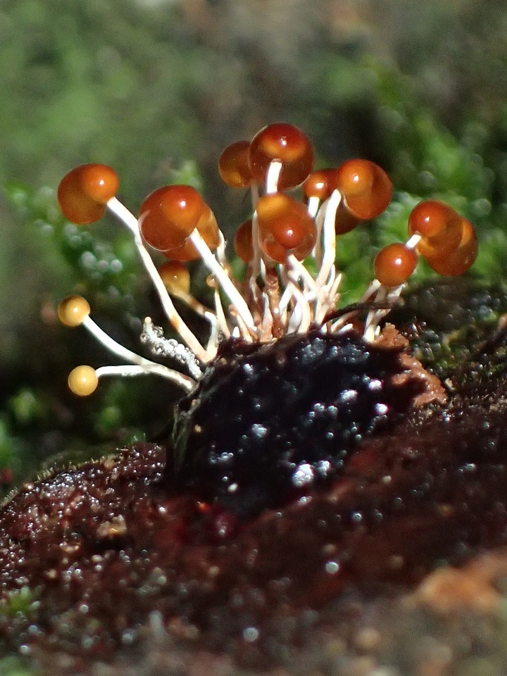 Calostilbe striispora image