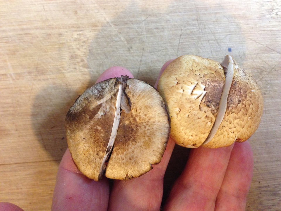 Agaricus semotus image