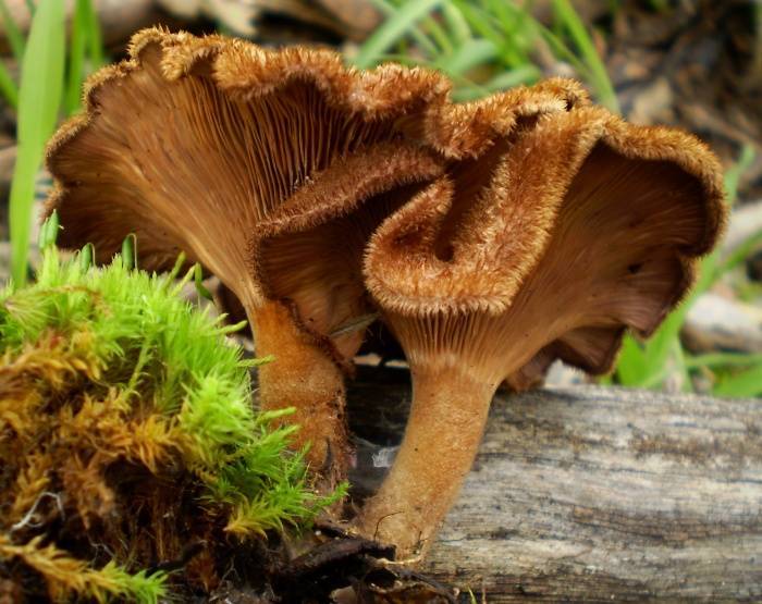 Lentinus fasciatus image