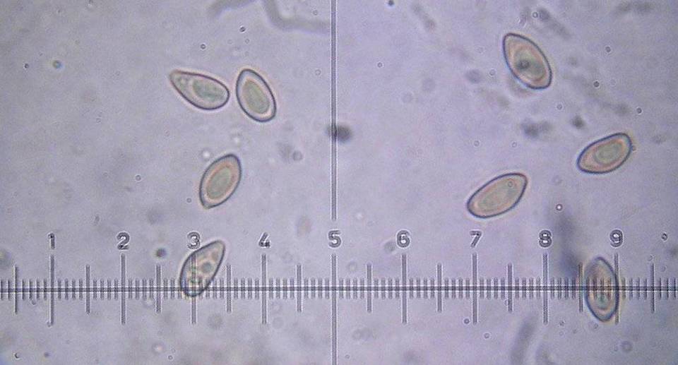 Inocybe phaeoleuca image