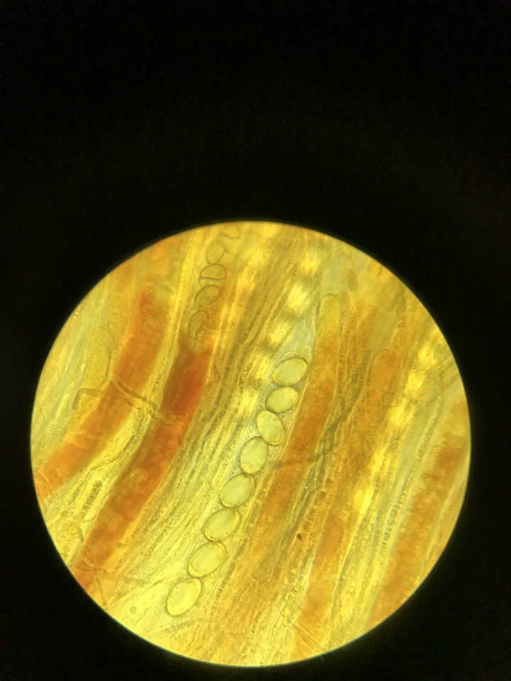 Helvella fibrosa image