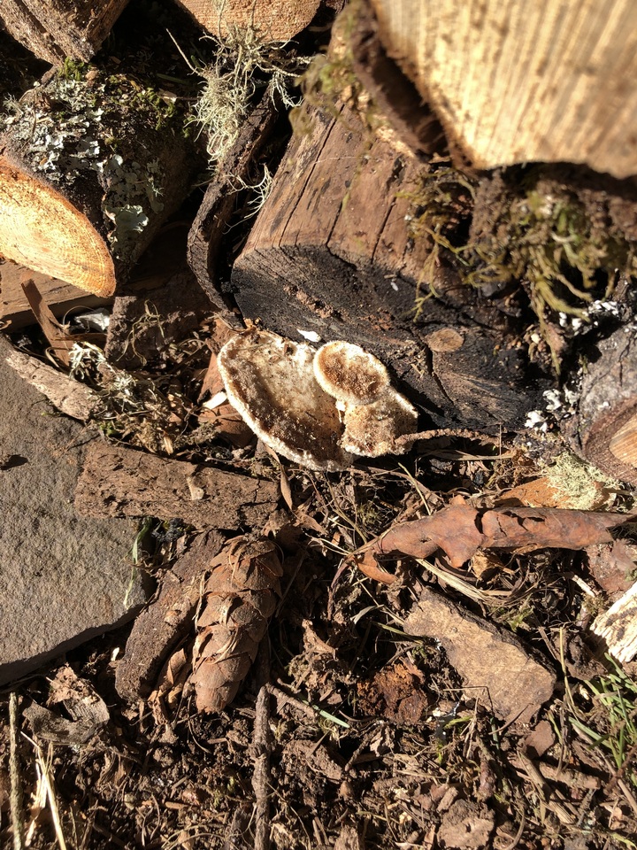 Trametes suaveolens image