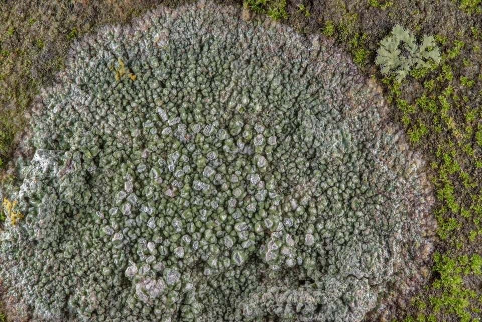 Circinaria contorta image