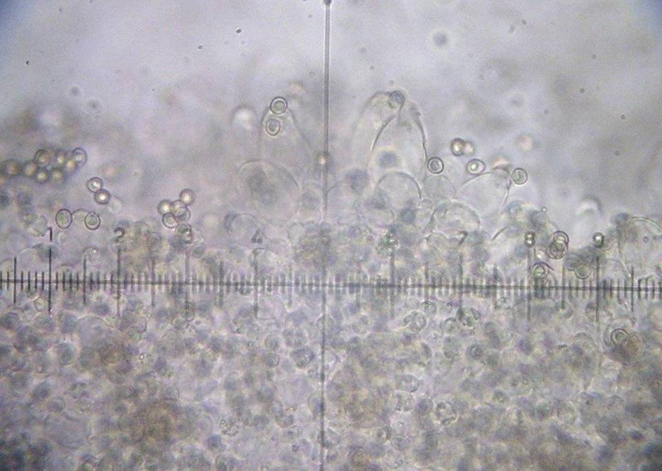 Pluteus nanus image