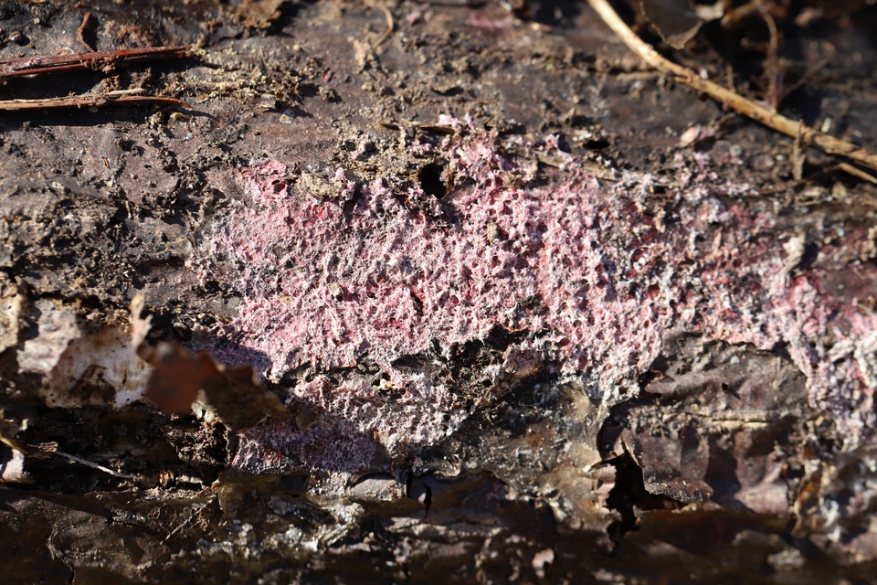 Tulasnella violea image