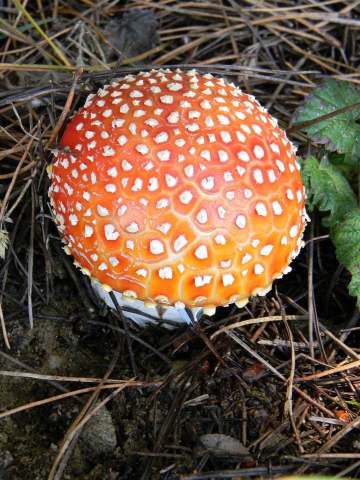 Amanita amerimuscaria image