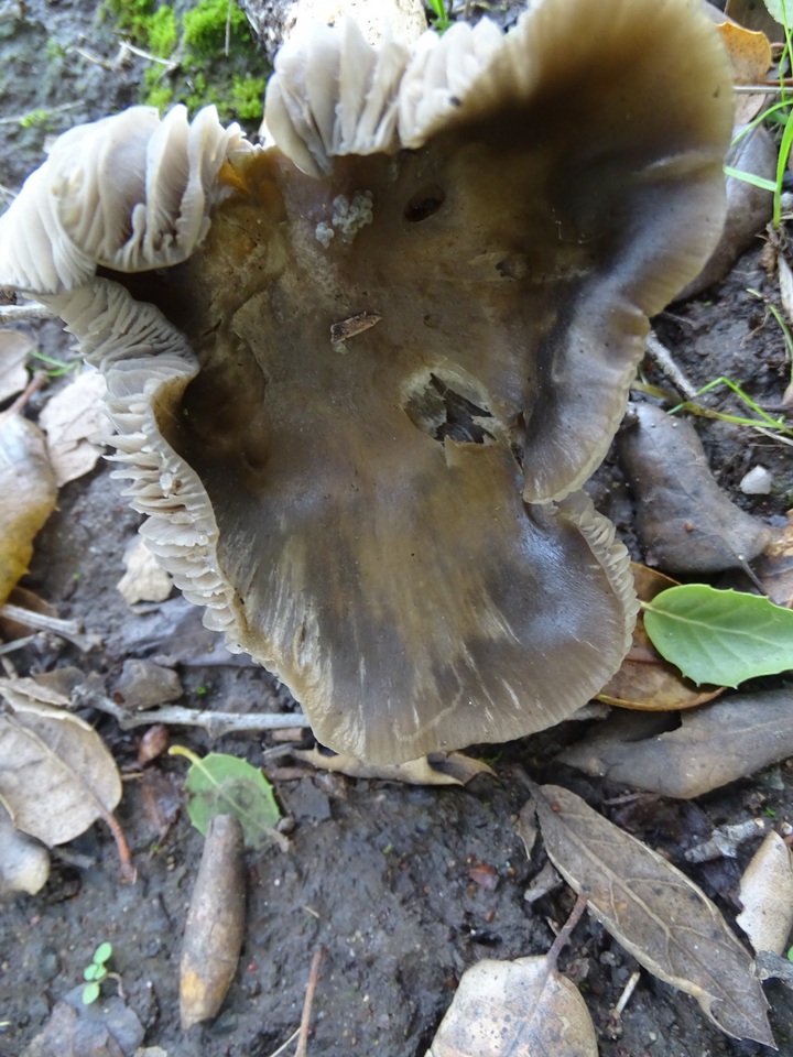 Entoloma cinereolamellatum image