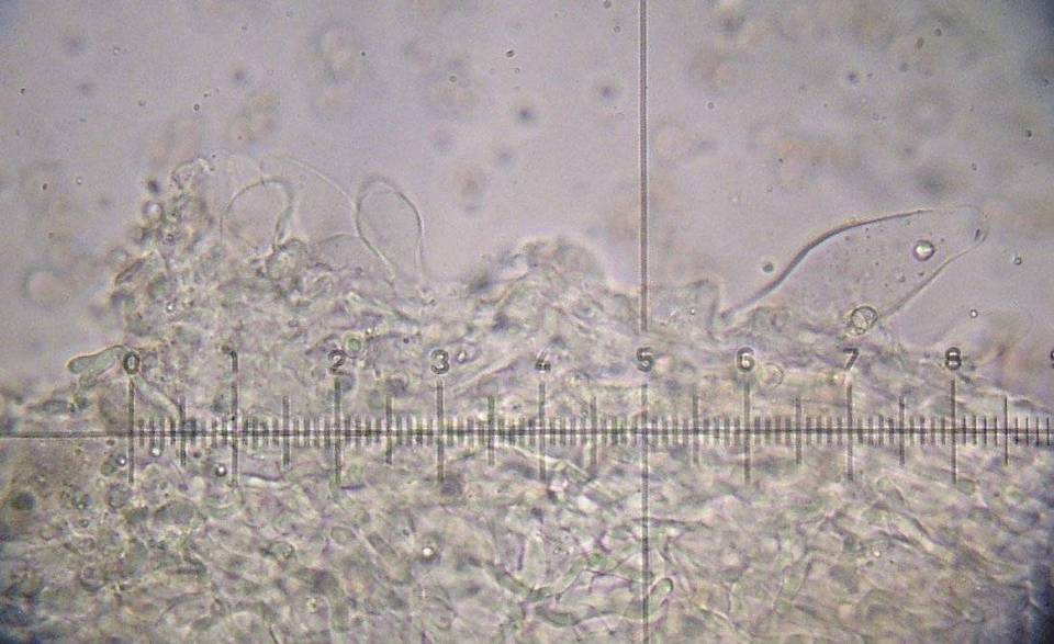 Pluteus exiguus image