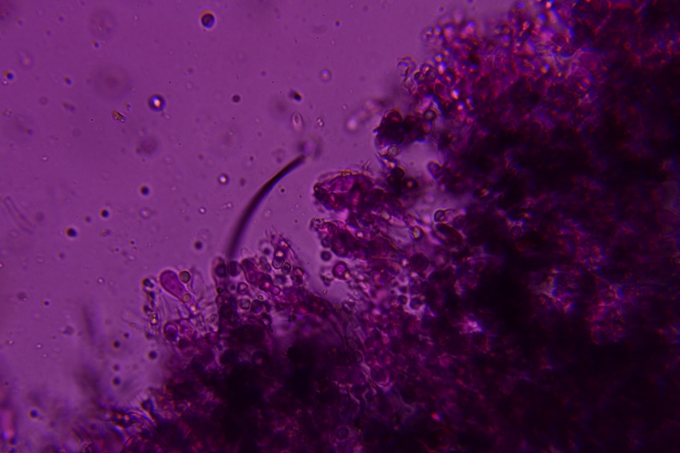 Byssocorticium image