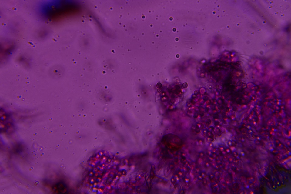 Byssocorticium caeruleum image
