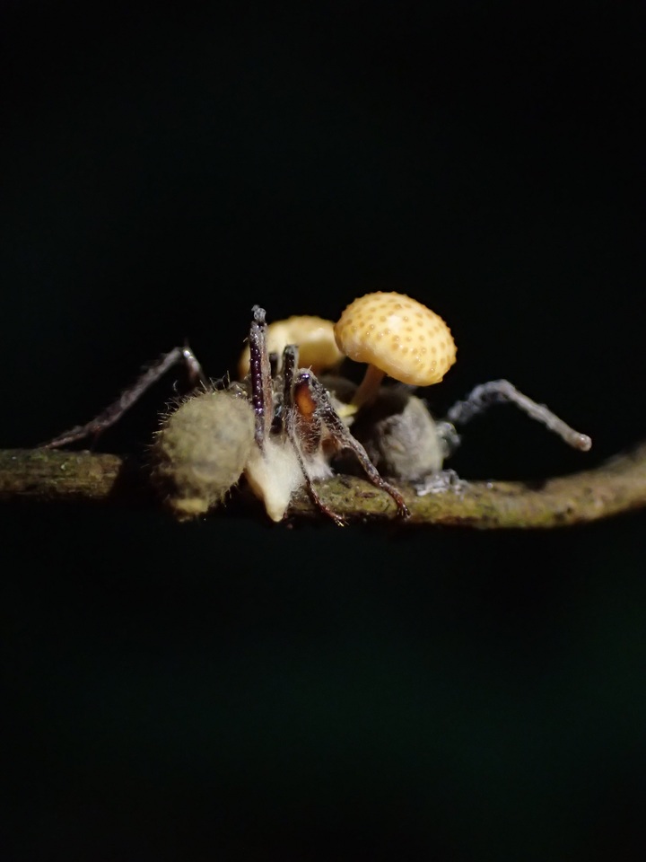 Ophiocordyceps lloydii var. binata image