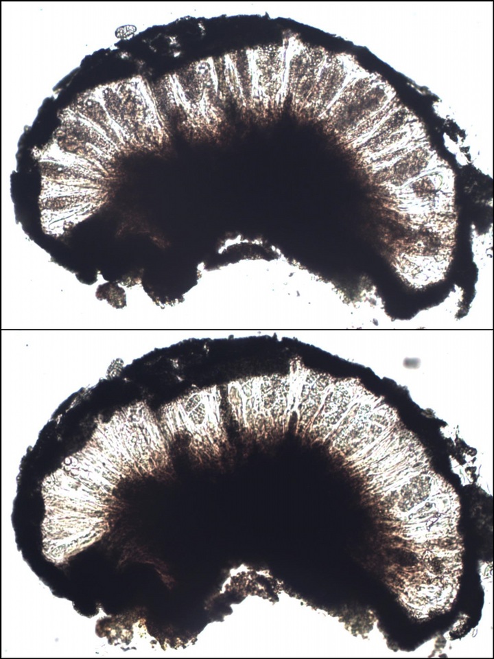 Rhizocarpon reductum image