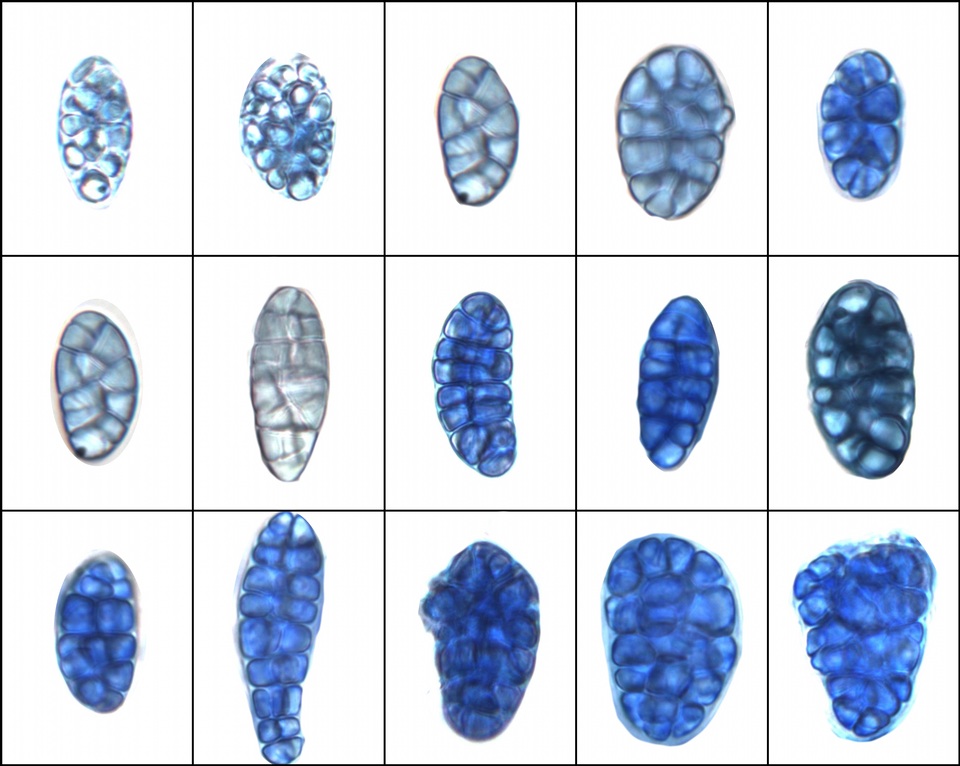 Rhizocarpon reductum image