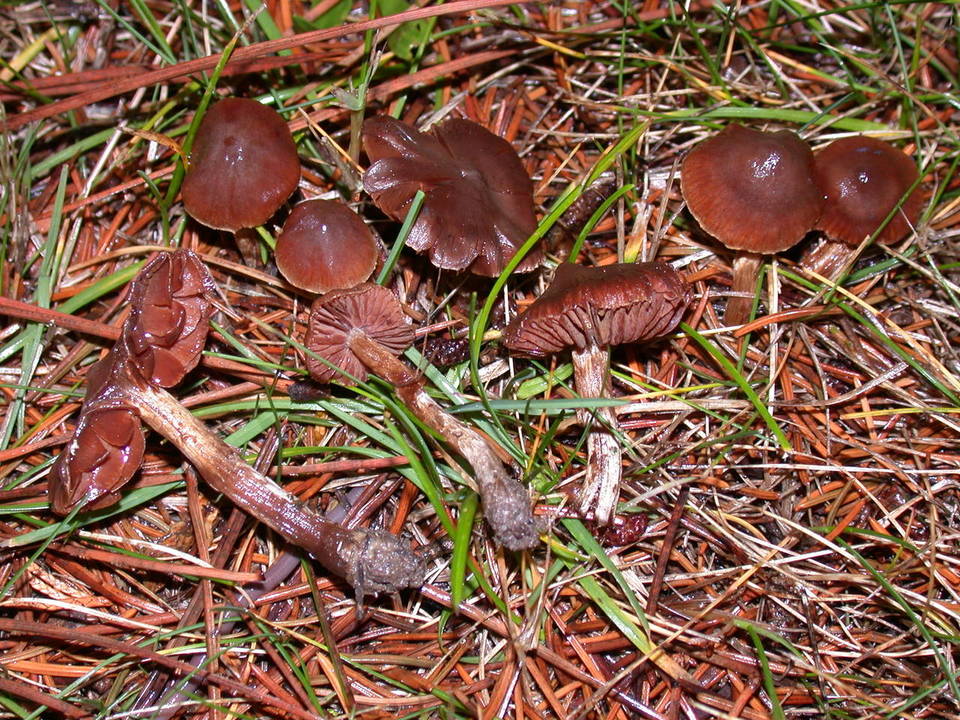 Cortinarius umbrinolens image