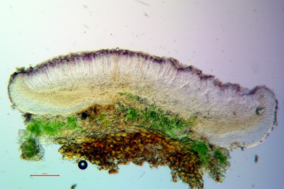 Bacidia laurocerasi subsp. idahoensis image