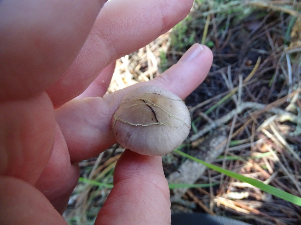 Inocybe pallidicremea image