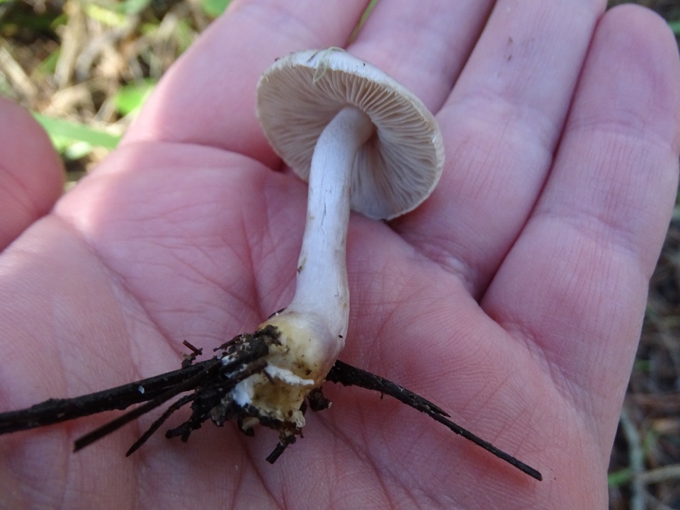 Inocybe pallidicremea image