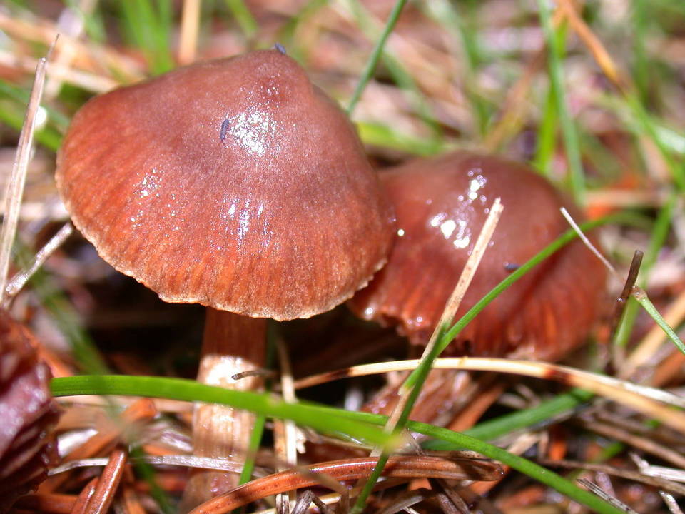 Cortinarius umbrinolens image