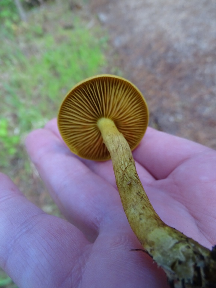 Cortinarius idahoensis image