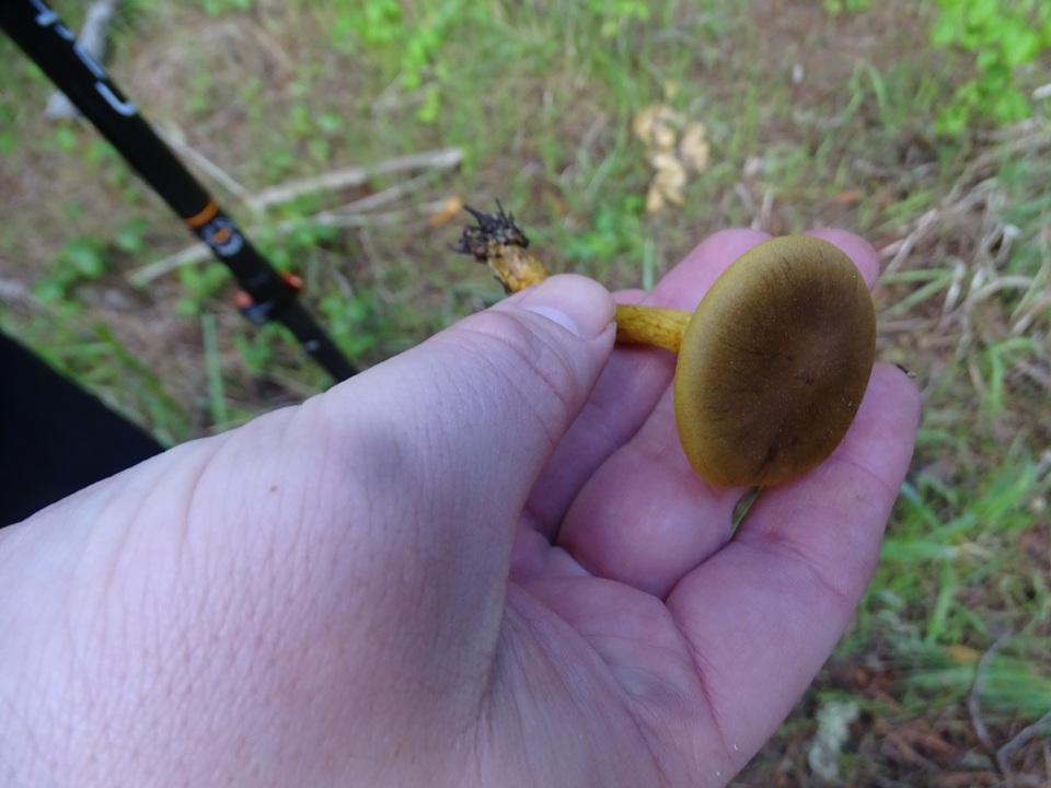 Cortinarius idahoensis image