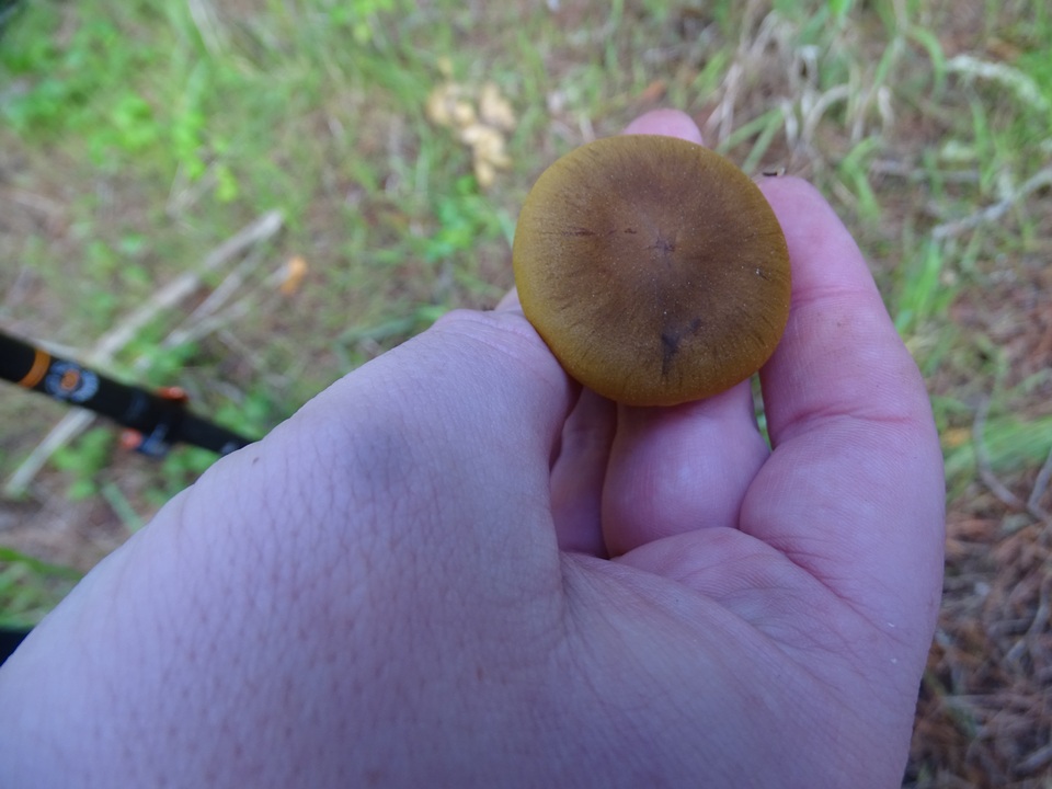 Cortinarius idahoensis image