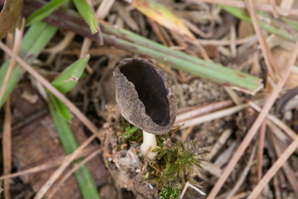 Helvella fibrosa image