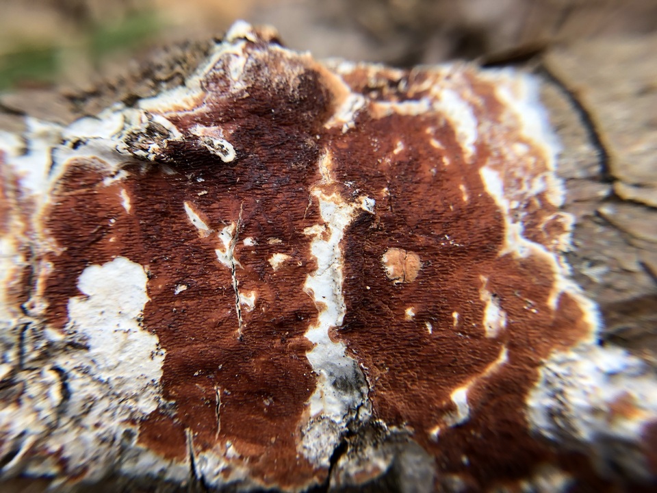 Gloeoporus taxicola image