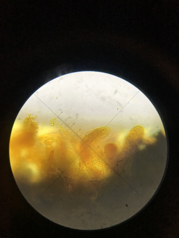 Nitschkiaceae image