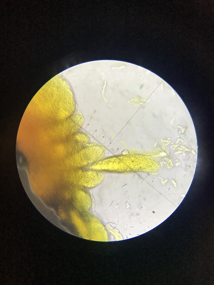 Nitschkia broomeana image
