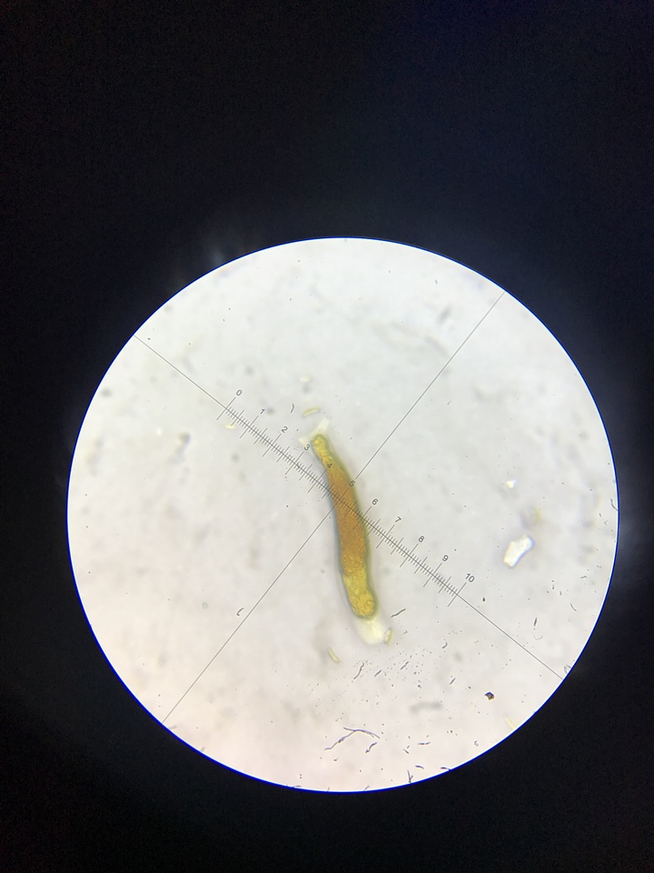 Nitschkia broomeana image