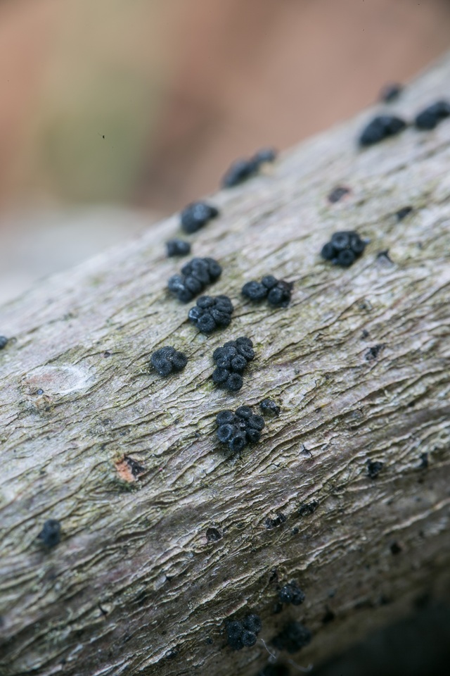 Nitschkia broomeana image