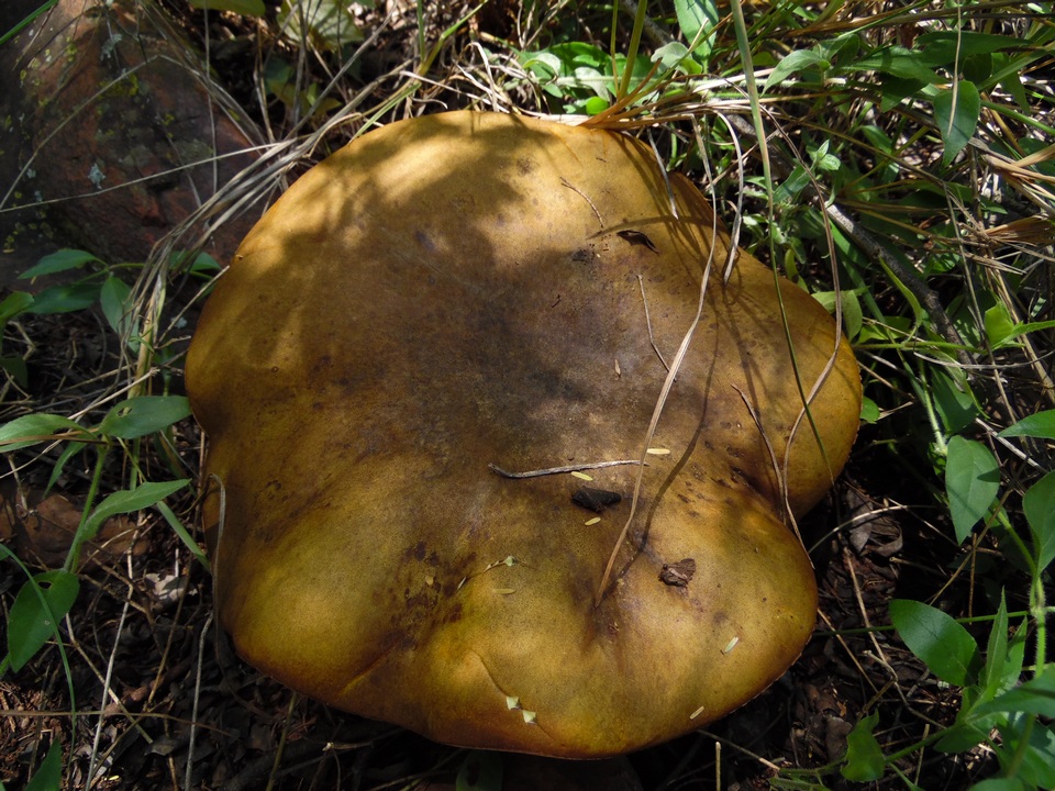 Phlebopus sudanicus image