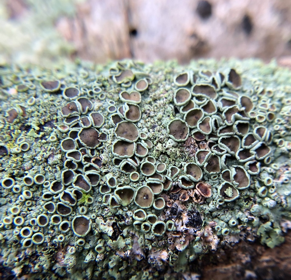 Physcia pumilior image