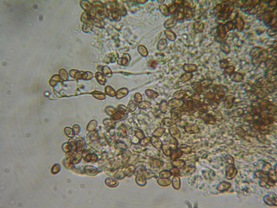 Psathyrella fibrillosipes image