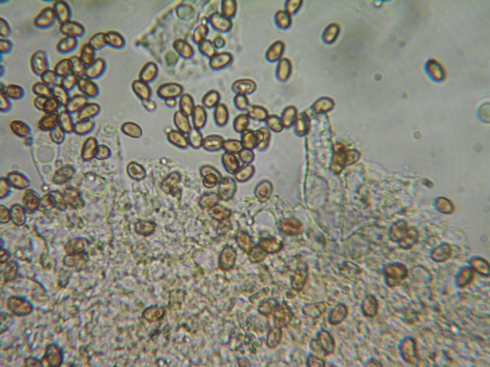 Psathyrella fibrillosipes image