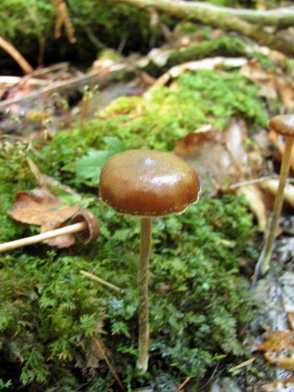Psilocybe turficola image