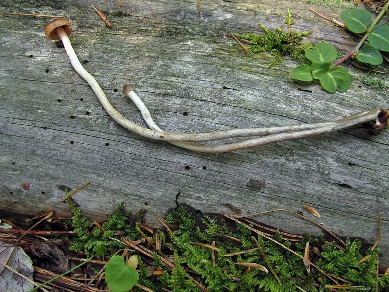 Psilocybe turficola image