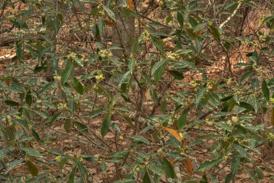 Exobasidium symploci-japonicae image