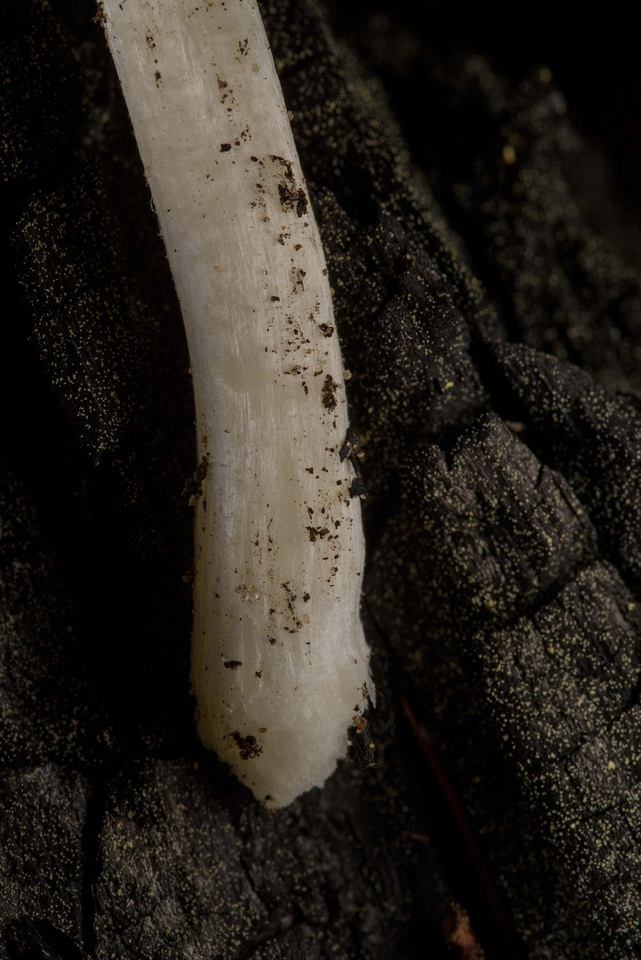 Amanita morrisii image